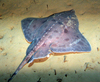 Arctic Skate - Amblyraja hyperborea