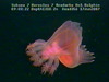 Sea Cucumber