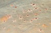 Ophiacantha bidentata
