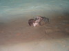 Ophiacantha bidentata