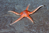 Pontaster tenuispinus