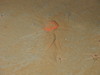 Pontaster tenuispinus
