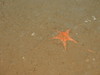Pontaster tenuispinus