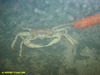 Geryon crab