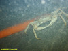 Geryon crab