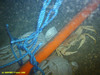 Geryon crab
