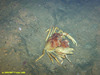 Geryon crab