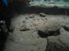 Pontaster tenuispinus