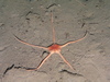 Ophiopleura borealis