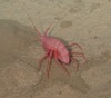 Amphipod