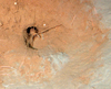 Neohela sp.