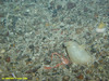 Squat lobster