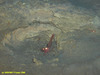 Prawn (coldwater)