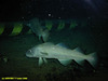 Cod