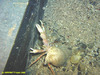 Hermit Crab