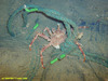 King crab