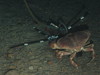 Cancer pagurus