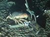 Cancer pagurus