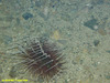 Cerianthid anenome