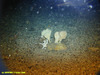 Unidentified sponge