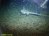 Rabbit fish