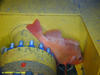 Rosefish