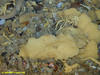 Unidentified sponge