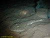 Monkfish