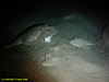 Monkfish