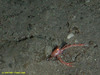 Squat lobster