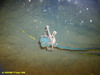 Spider crab