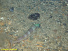 Green headed fish
