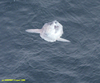 Sunfish