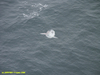 Sunfish