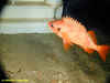 Rosefish