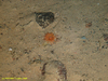 Anemone