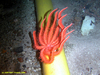 Brisingid