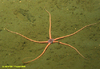 Brittlestar