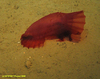 Swimming sea cucumber