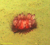 Phormosoma urchin