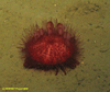 Phormosoma urchin