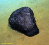 Benthothurian sea cucumber