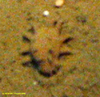 Elpida sea cucumber
