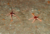 Ophiocten gracilis