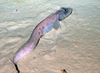 Eelpout