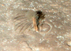 Sabellid polychaete