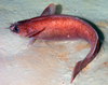Gaidropsarus argentatus