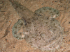 Monkfish