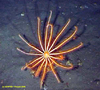 Brisingid