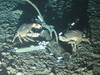 Cancer pagurus